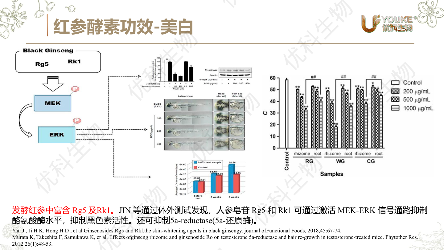 红参酵素美白机制:人参皂苷Rg5/Rk1经MEK-ERK通路抑制酪氨酸酶