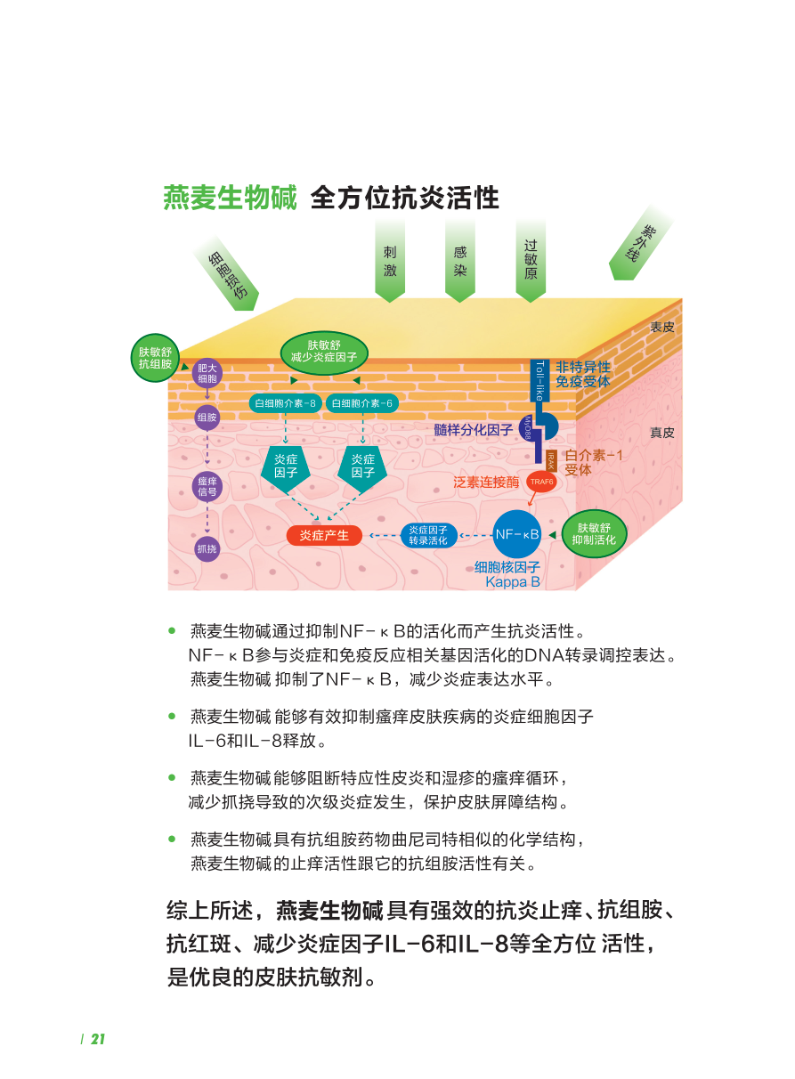燕麦生物碱全方位抗炎活性机理示意（NF-κB/IL-6/IL-8 通路）