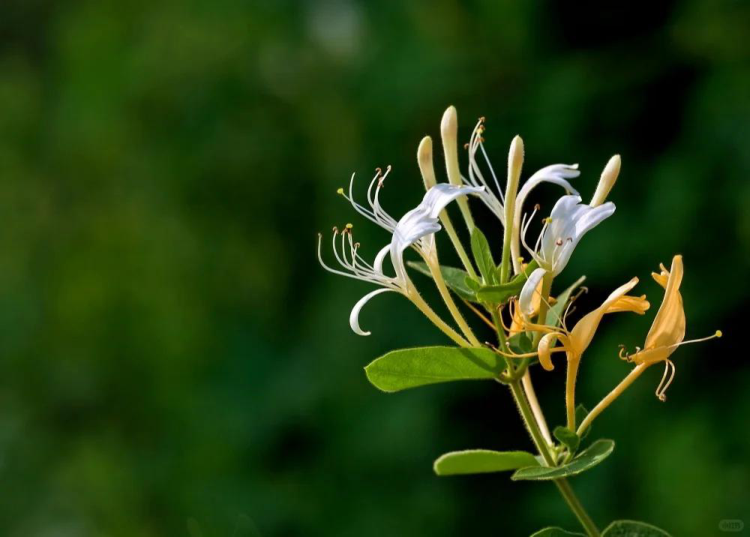 忍冬(金银花)花蕾