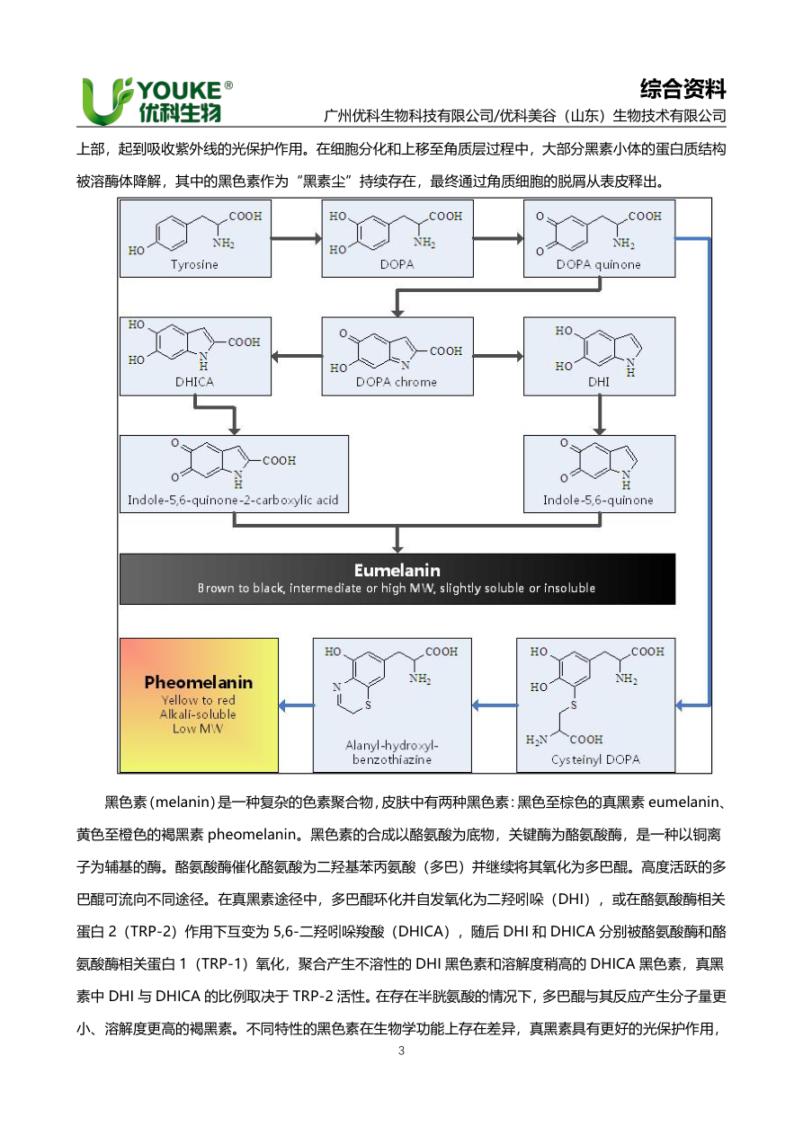 黑素小体的生成、转移与降解过程示意