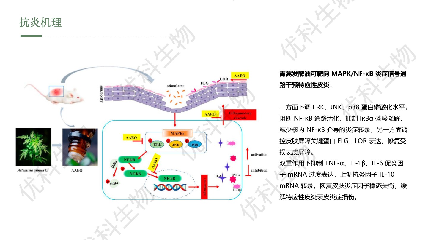 抗炎机理：MAPK/NF-κB双通路示意