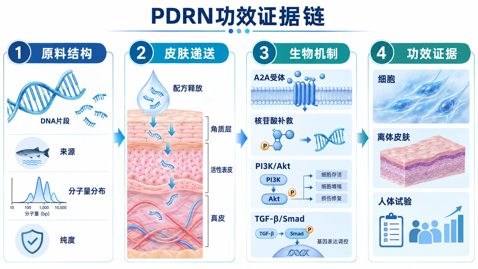 PDRN从原料结构、皮肤递送、生物机制到功效评价的证据链示意图